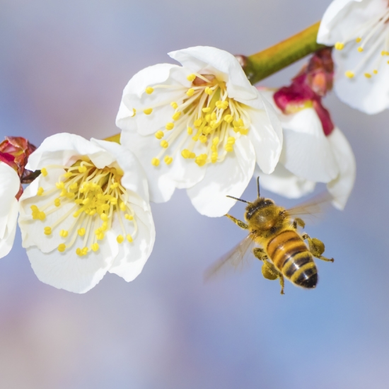 Bee and Flower Stem Shutterstock 299928002 copy