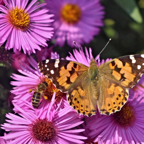 Bees Butterly